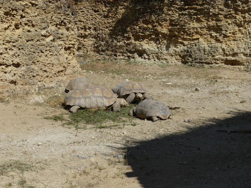 Tortue sillonnée - 2023