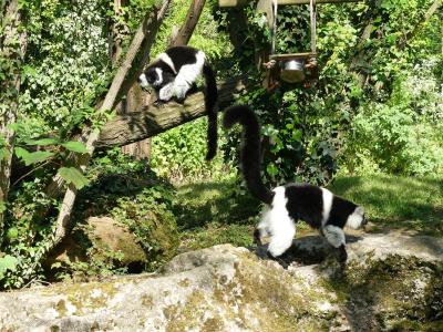 Vari à ceinture blanche - 2023