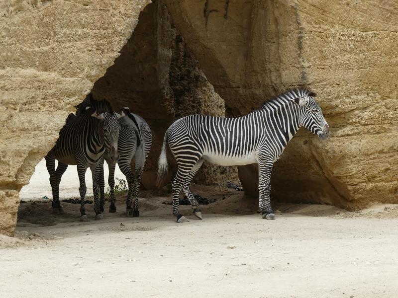Zèbre de Grévy