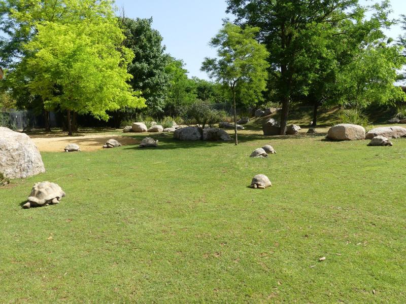 Tortue géante des Seychelles - Tortue radiée
