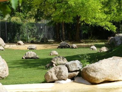 Tortue géante des Seychelles - Tortue radiée - 2023