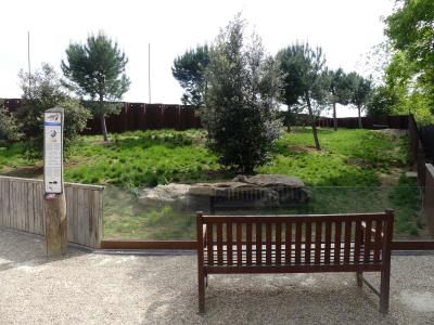 Souslick - Tortue grecque - 2023