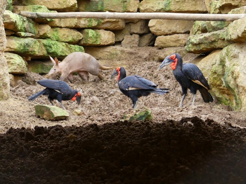 Oryctérope - Calao terrestre - 2023