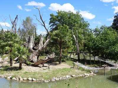 Lémur mongoz - Lémur catta - 2020