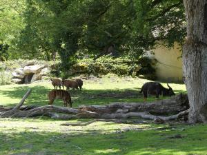 Nyala - Potamochère - Cobe de Lechwe