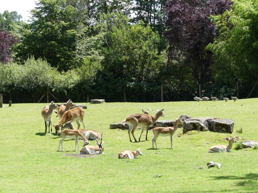 Nyala - Potamochère - Cobe de Lechwe