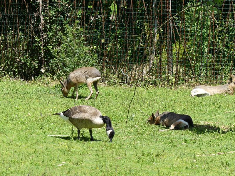 Pampa sud-américaine - 2020