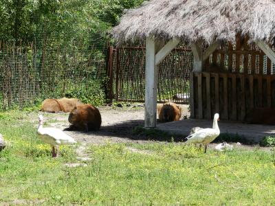 Pampa sud-américaine - 2020
