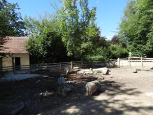 La Petite ferme - Cochon de Gottingen