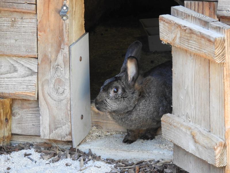 La Petite ferme - Lapin gris du Bourbonnais