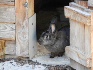 La Petite ferme - Lapin gris du Bourbonnais