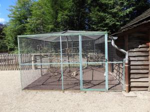 La Petite ferme - Pigeon