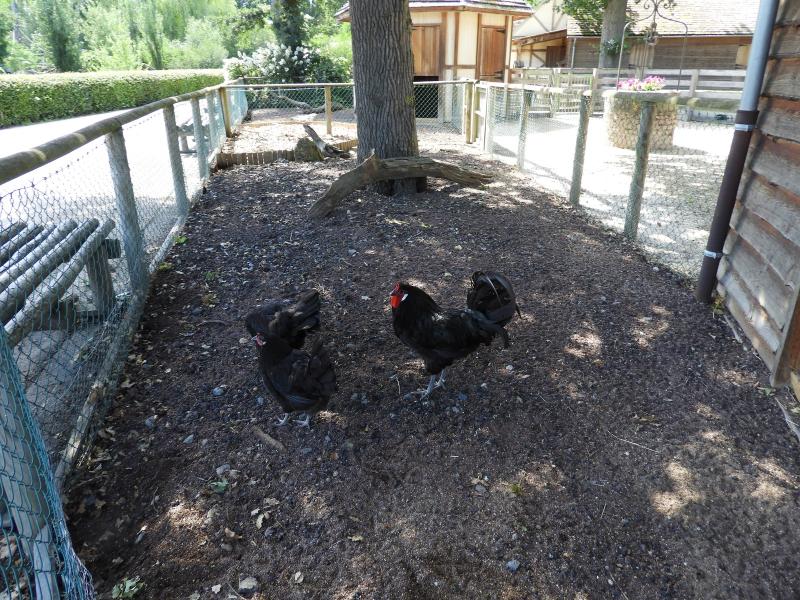 La Petite ferme - Poule La Flèche