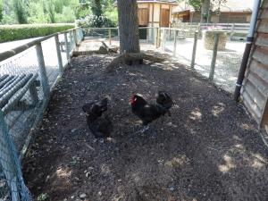 La Petite ferme - Poule La Flèche
