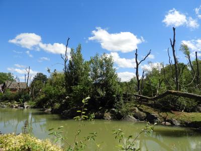 Saïmiri commun - Capucin à poitrine jaune - 2020
