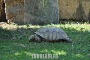 Tortue sillonnée