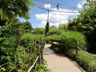 Volière sud-américaine - 2020