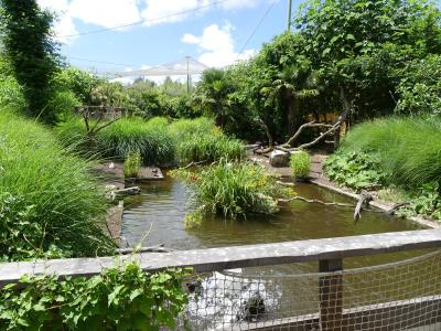 Volière sud-américaine - 2020