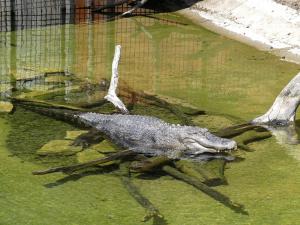 Alligator du Mississipi