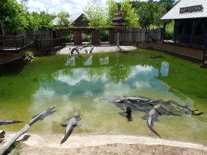 Alligator du Mississipi