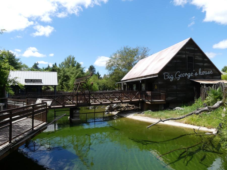 Alligator du Mississipi
