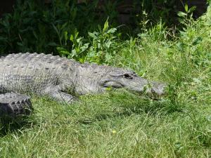 Alligator du Mississipi