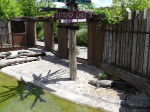 Alligator du Mississipi