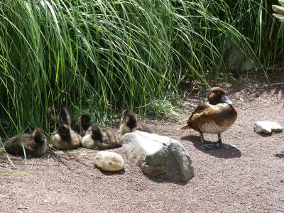 Amazonette du Brésil - 2020