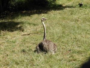 Autruche