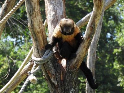 Capucin à poitrine jaune - 2020