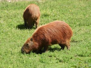 Capybara