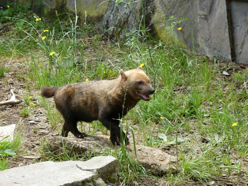 Chien des buissons