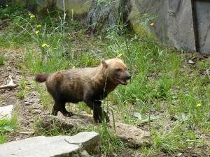 Chien des buissons