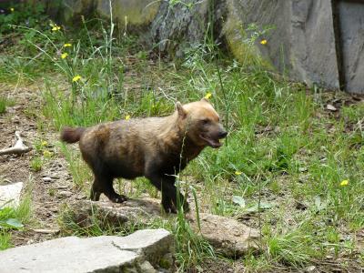 Chien des buissons - 2020