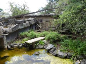 Chien des buissons