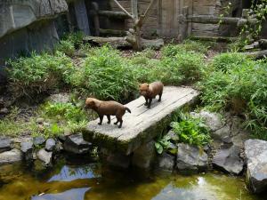 Chien des buissons