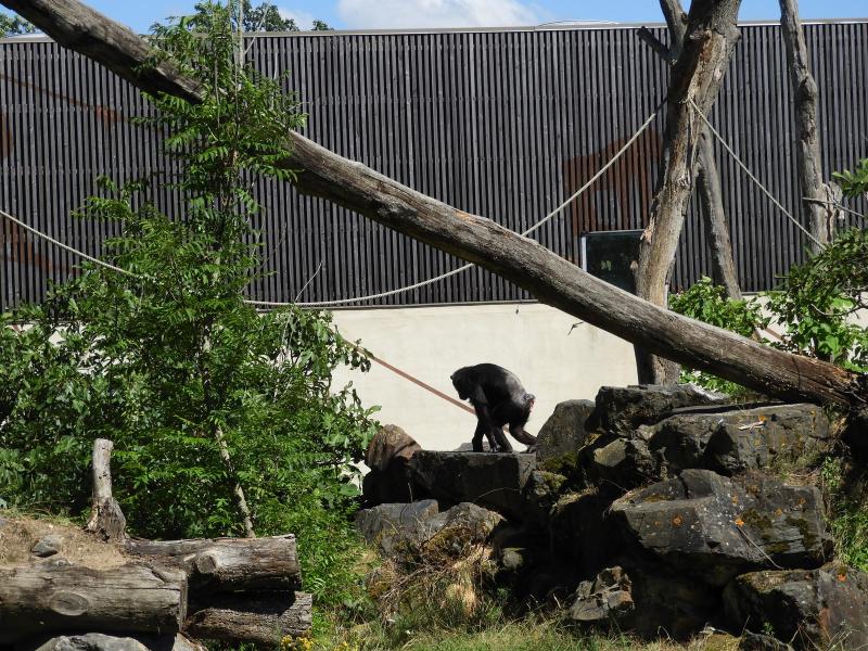 Chimpanzé