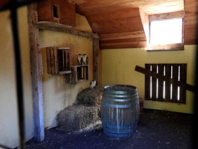 Chouette effraie - 2020