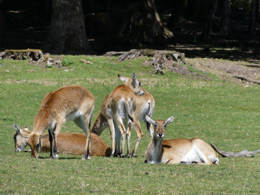 Cobe de Lechwe