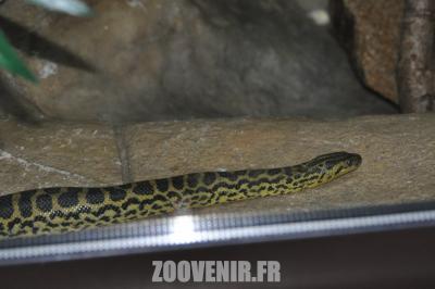 Anaconda - 2011