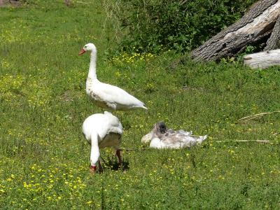 Coscoroba blanc - 2020