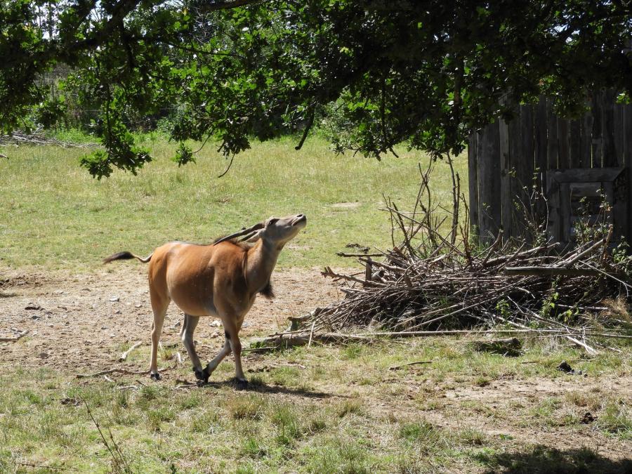 Eland du Cap