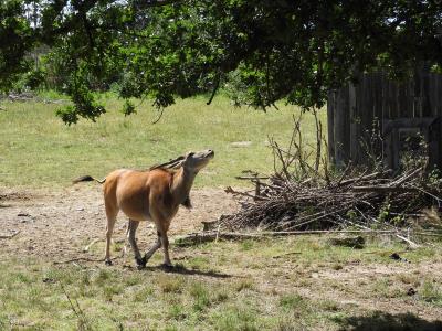 Eland du Cap - 2020