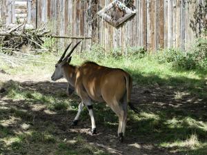 Eland du Cap