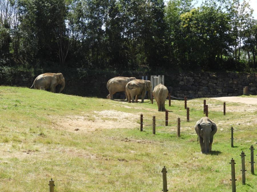 Eléphant d'Asie