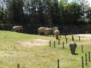 Eléphant d'Asie