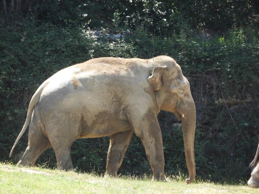 Eléphant d'Asie