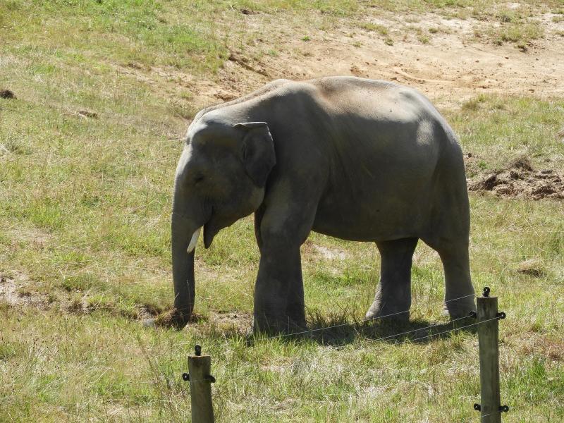 Eléphant d'Asie - 2020