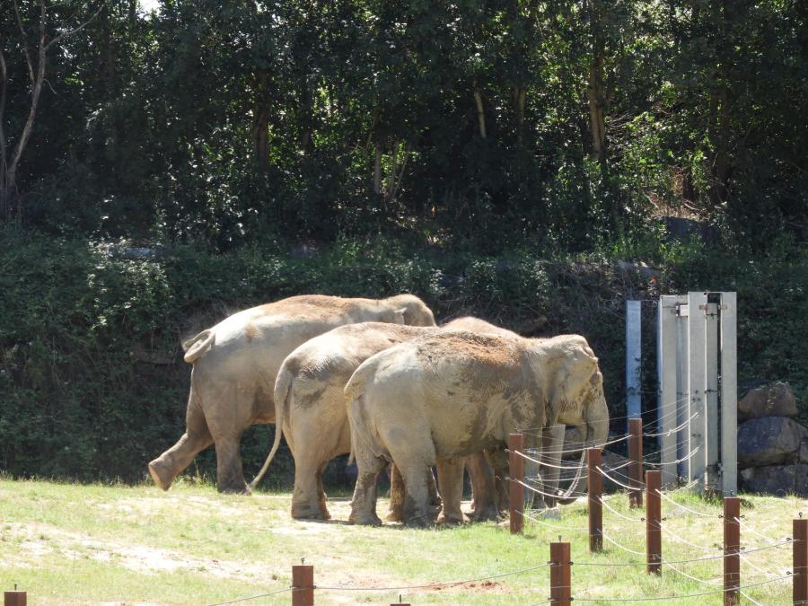 Eléphant d'Asie