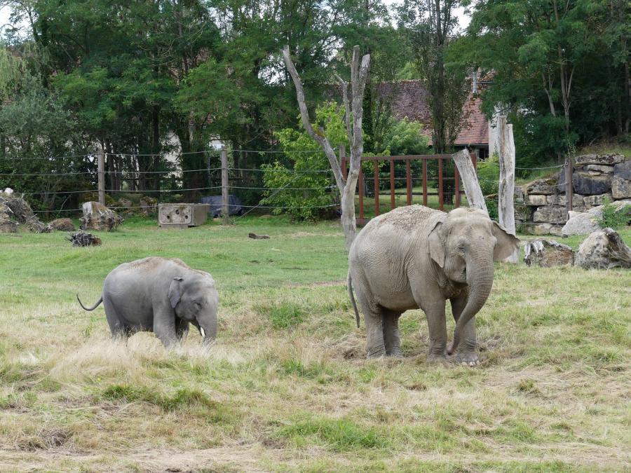 Eléphant d'Asie